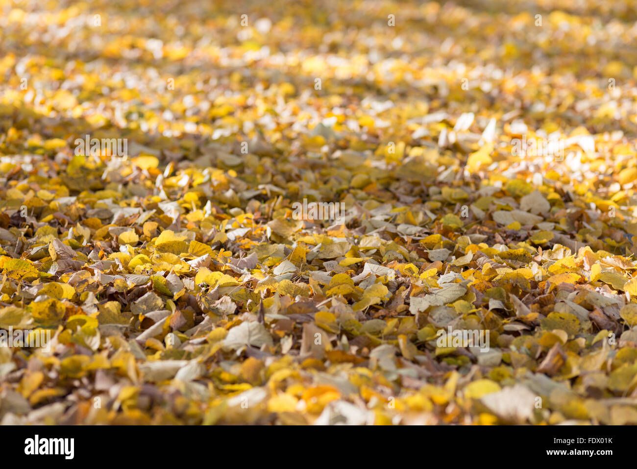 Berlino, Germania, Rasenflaeche sotto gli alberi con foglie di autunno Foto Stock