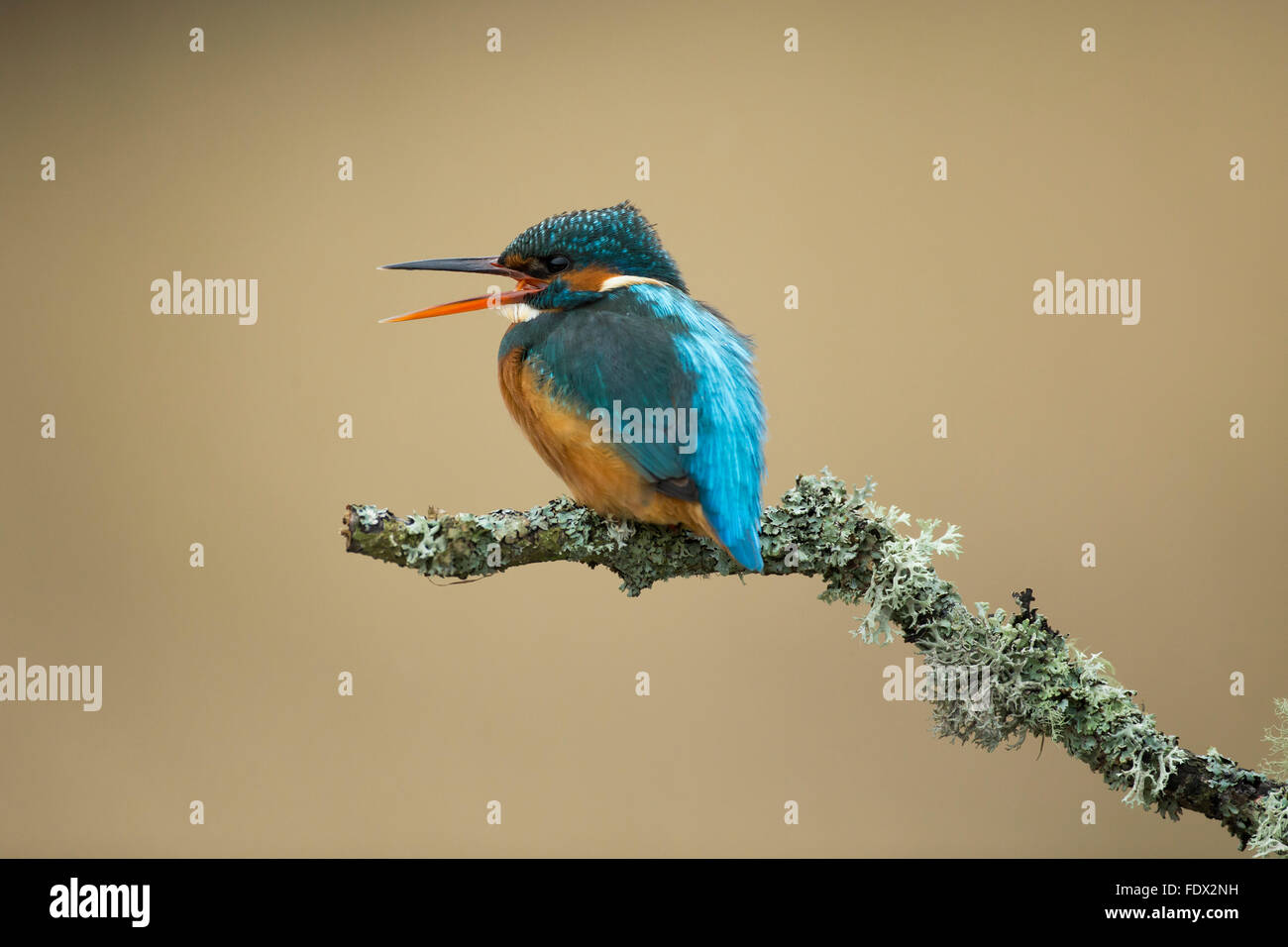 Kingfisher (Alcedo atthis) chiamando su un ramo di lichene sopra il fiume Foto Stock