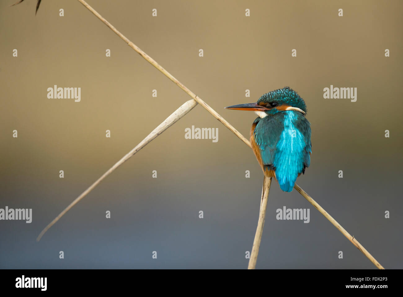 Kingfisher (Alcedo atthis) seduto su una canna sul fiume mentre la pesca Foto Stock