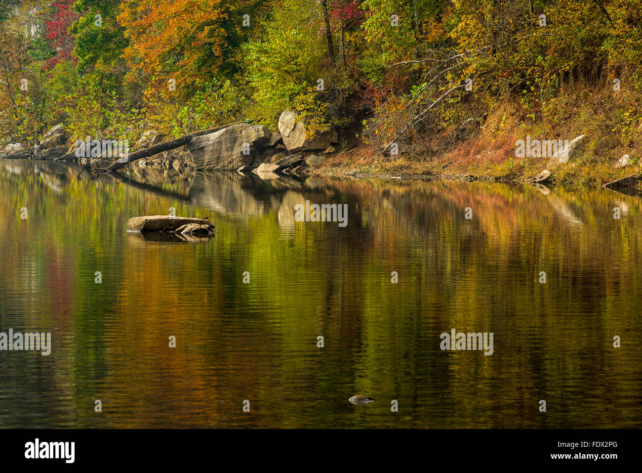 I colori dell'autunno si riflette nella Buffalo National River Foto Stock