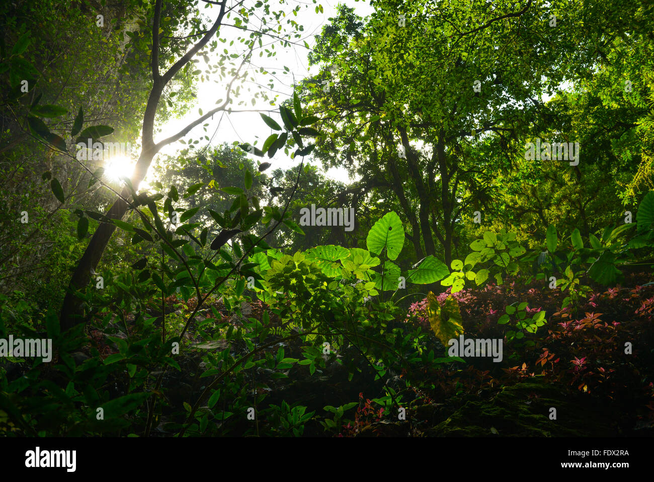La foresta, la vegetazione e la natura lungo il fiume Camuy Parco rupestre. PUERTO RICO - isola dei Caraibi. Territorio statunitense. Foto Stock