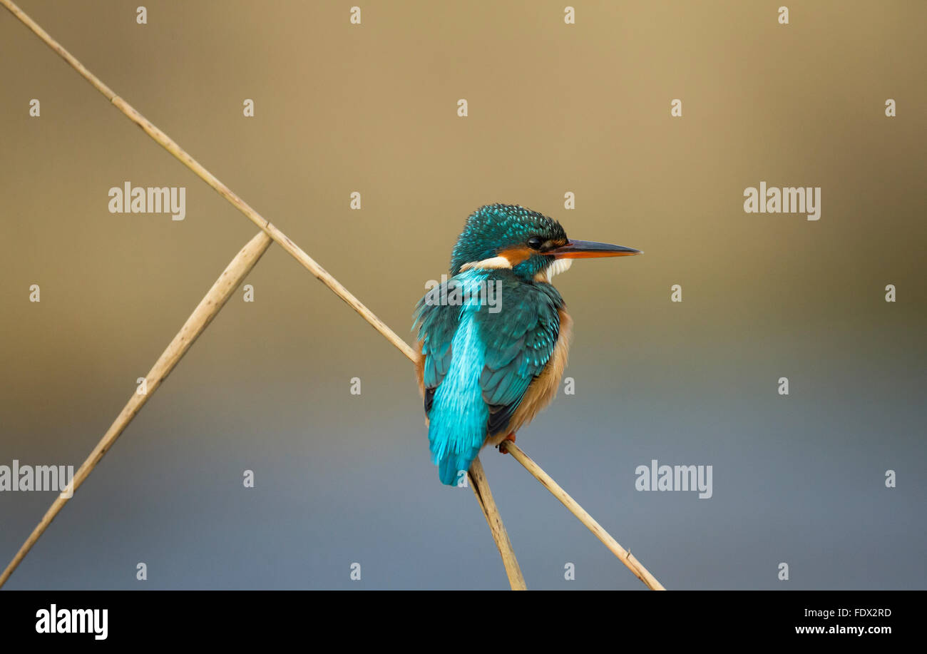 Kingfisher (Alcedo atthis) seduto sul pettine su un fiume mentre la pesca Foto Stock