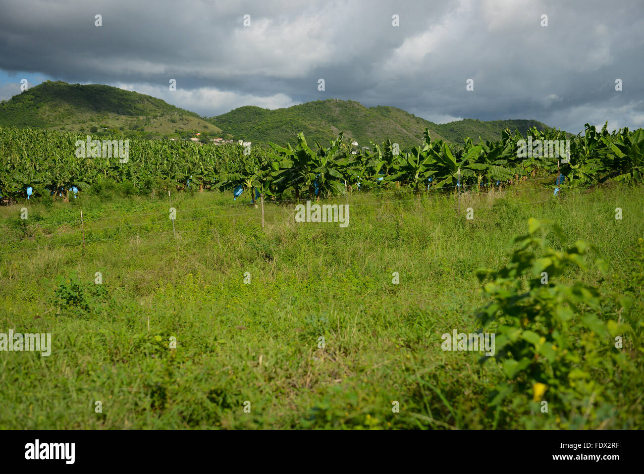 Piantagioni di banane sono una delle tante attività agricole nell'isola. PUERTO RICO - isola dei Caraibi. Territorio statunitense. Foto Stock