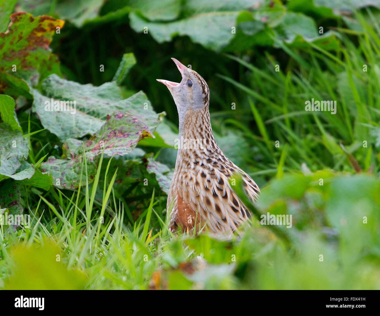 Il 23 maggio 2015, Balranald, North Uist, Ebridi Esterne, Scozia, GB. Un Re di quaglie ( Crex crex ) chiamando Balranald Riserva Naturale, North Uist, Foto Stock