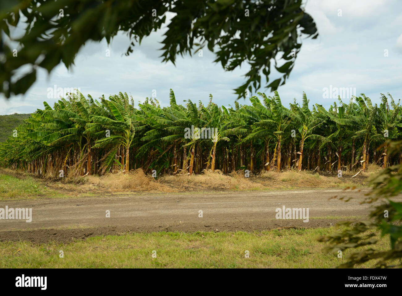 Piantagioni di banane sono una delle tante attività agricole nell'isola. PUERTO RICO - isola dei Caraibi. Territorio statunitense. Foto Stock