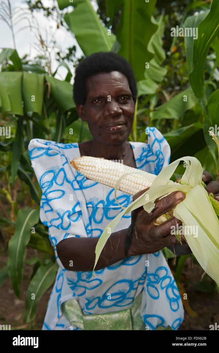 Signora ugandese con pannocchie di mais, cresciuto con fertilizzante organico da effluente di allevamento. Foto Stock