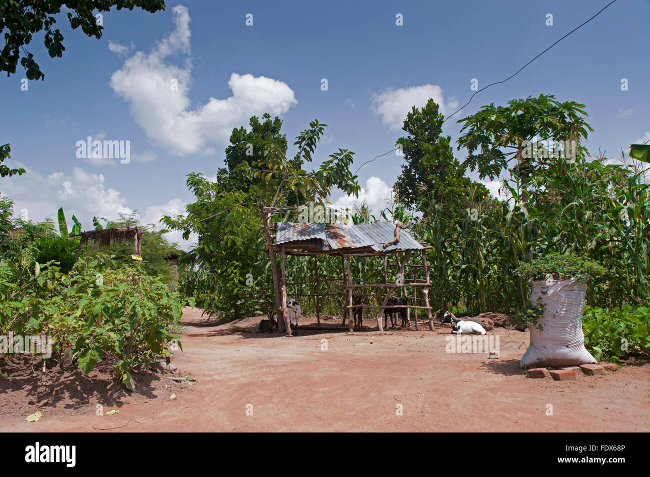 I piccoli contadini cantiere in Uganda, con capre e colture che per auto sufficency. Foto Stock