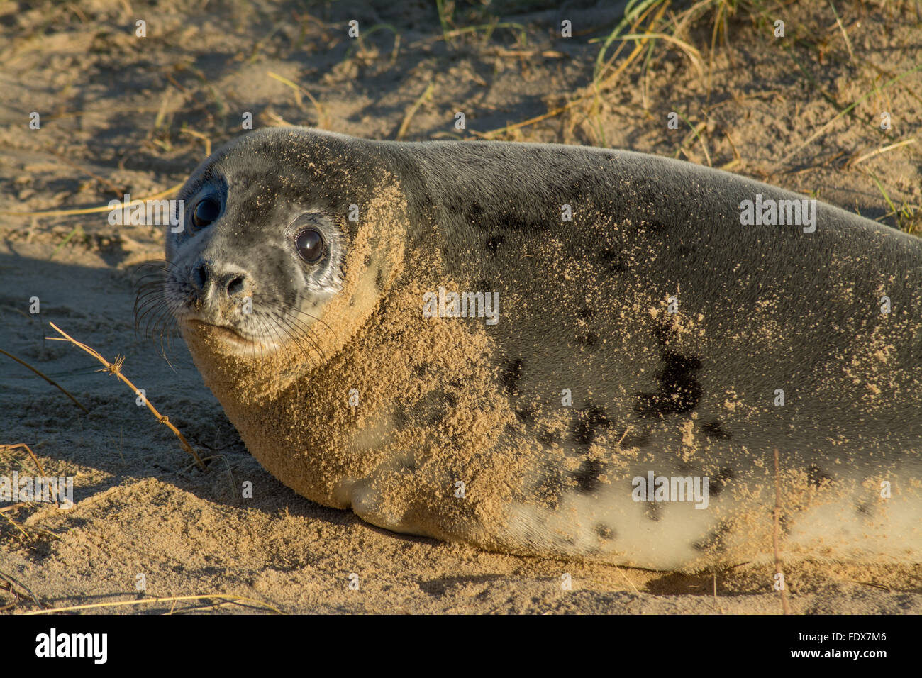 Foca grigia (Halichoerus grypus) a Horsey Beach a Norfolk, Regno Unito, durante l'inverno o dicembre Foto Stock