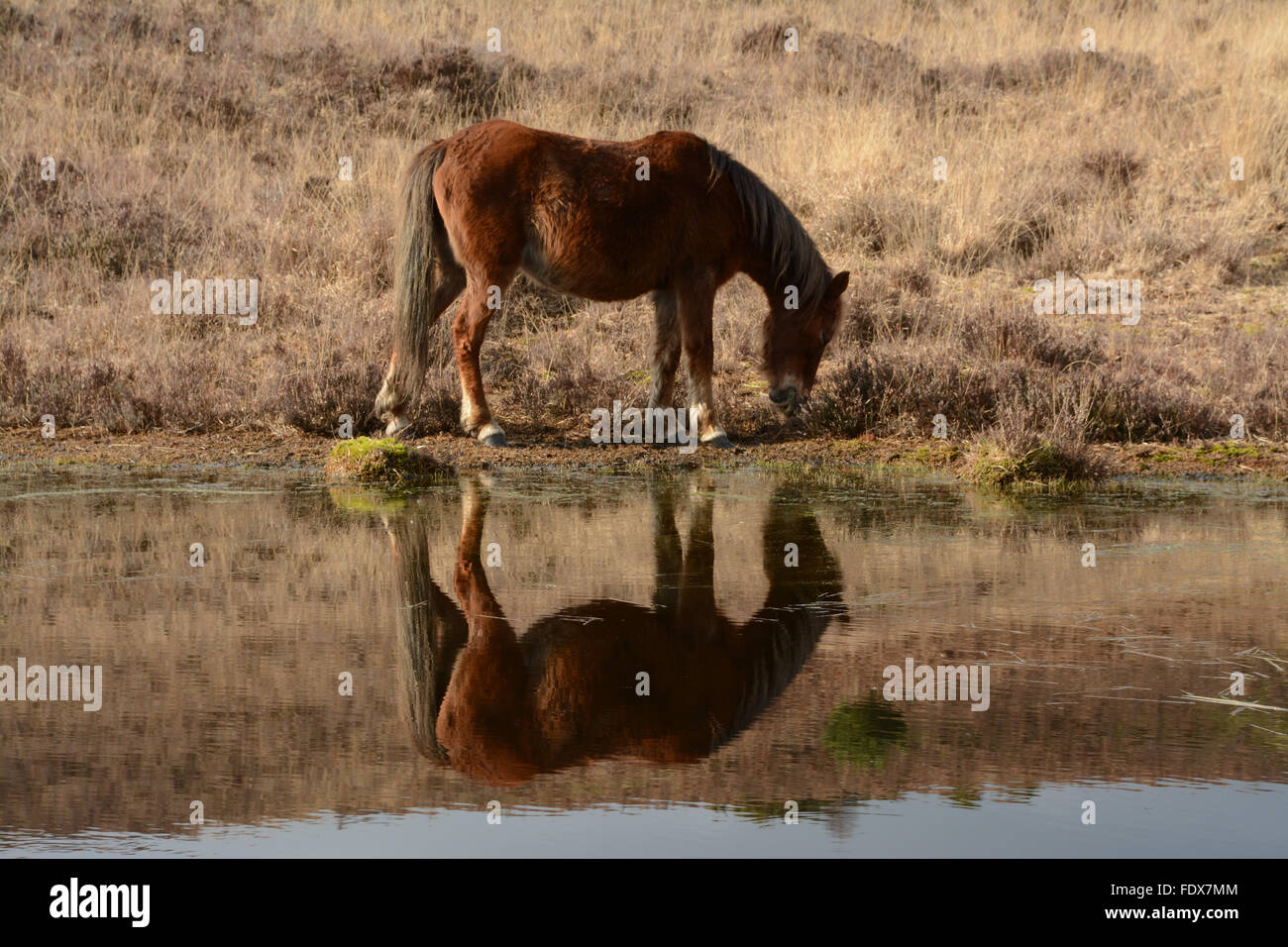 Pascolo dei pony della New Forest, riflesso nello stagno, Hampshire, Regno Unito Foto Stock
