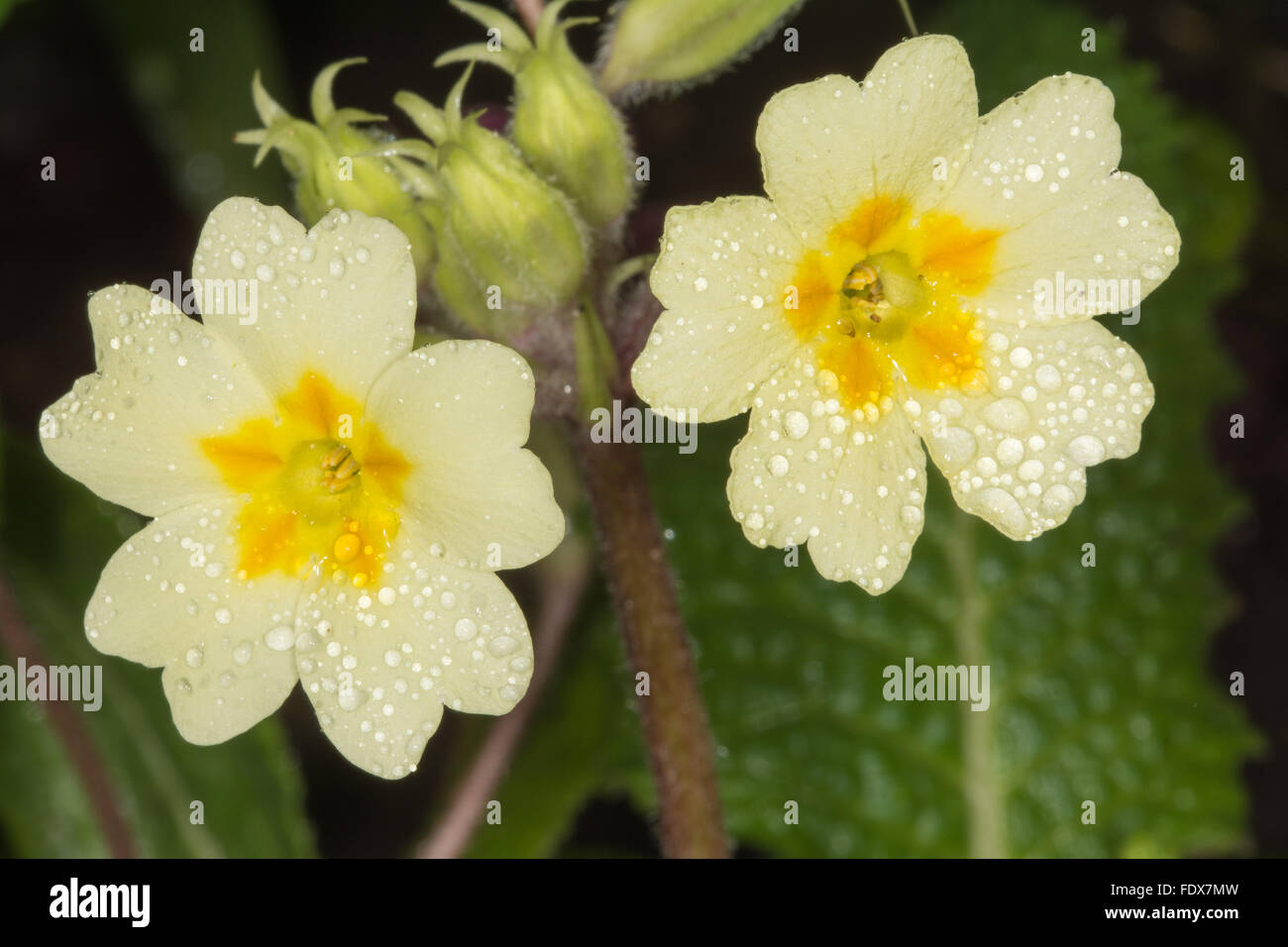 Primule (Primula vulgaris) con gocce di pioggia, Regno Unito Foto Stock