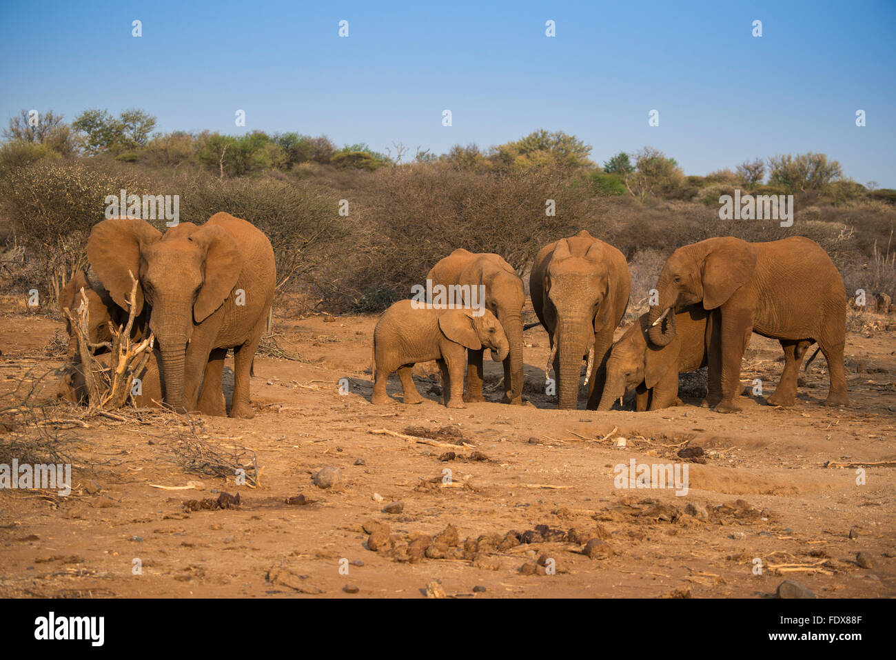 Bush africano Elefante africano (Loxodonta africana), allevamento di scavare nel foro per l'acqua, Madikwe Game Reserve, Nord Ovest, Sud Africa Foto Stock