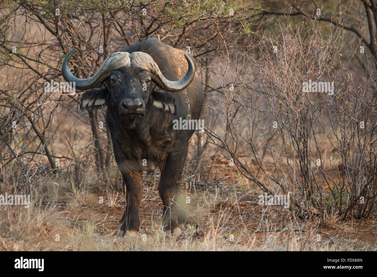 Africano o bufali (Syncerus caffer) tra le boccole, Madikwe Game Reserve, Nord Ovest, Sud Africa Foto Stock