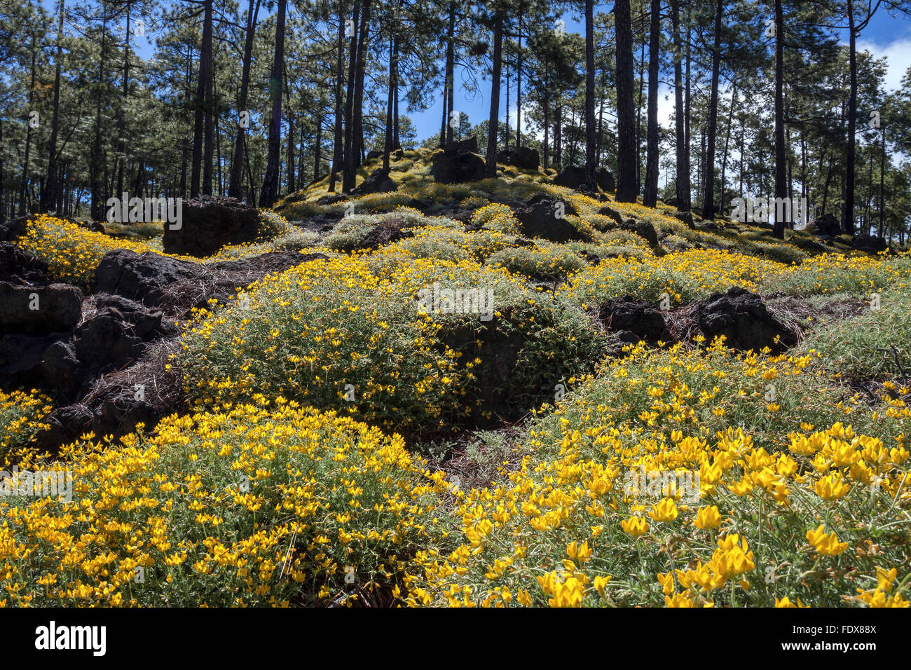 Fioritura gialla ginestra (Genista), posteriore Canary pine (Pinus canariensis), il Parco Nazionale del Teide, Patrimonio Mondiale dell UNESCO Foto Stock