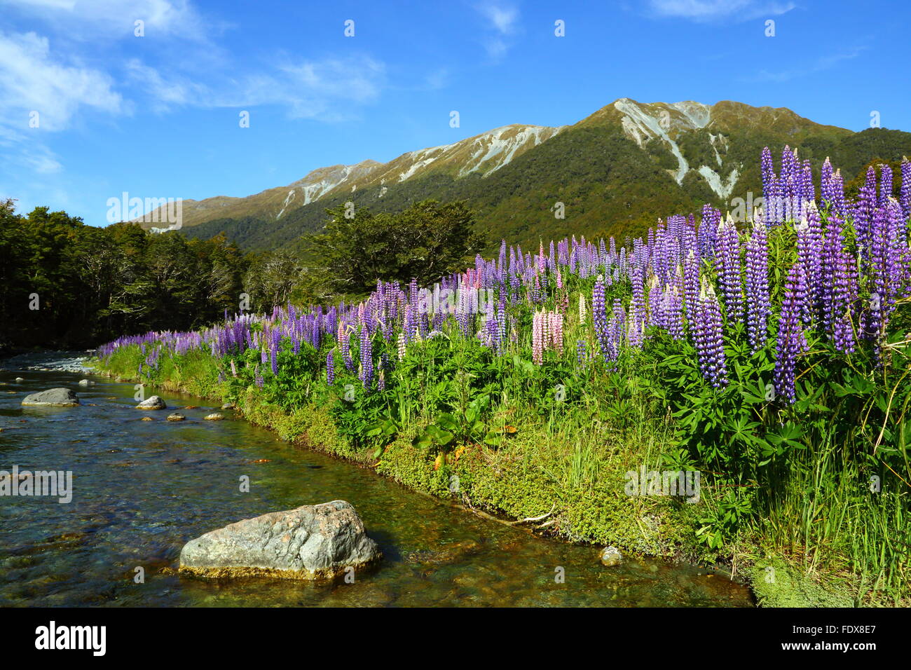 I lupini o lupini blooming accanto a cascata Creek Nel Fiordland, Nuova Zelanda. Foto Stock