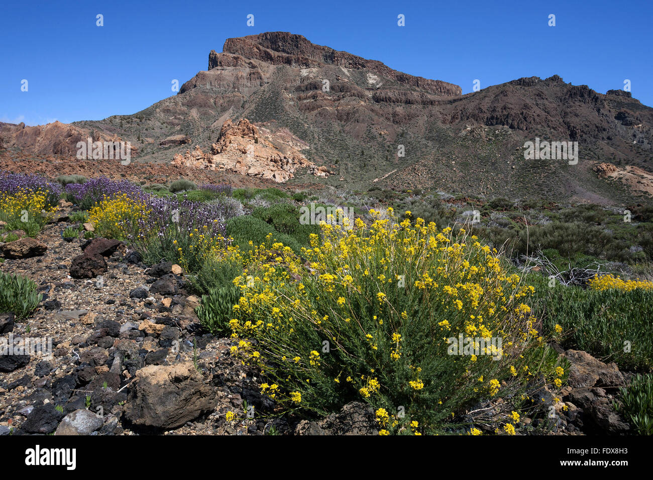 La fioritura della vegetazione, dietro il Guajara, Parco Nazionale di Teide Sito Patrimonio Mondiale dell'UNESCO, Tenerife, Spagna Foto Stock