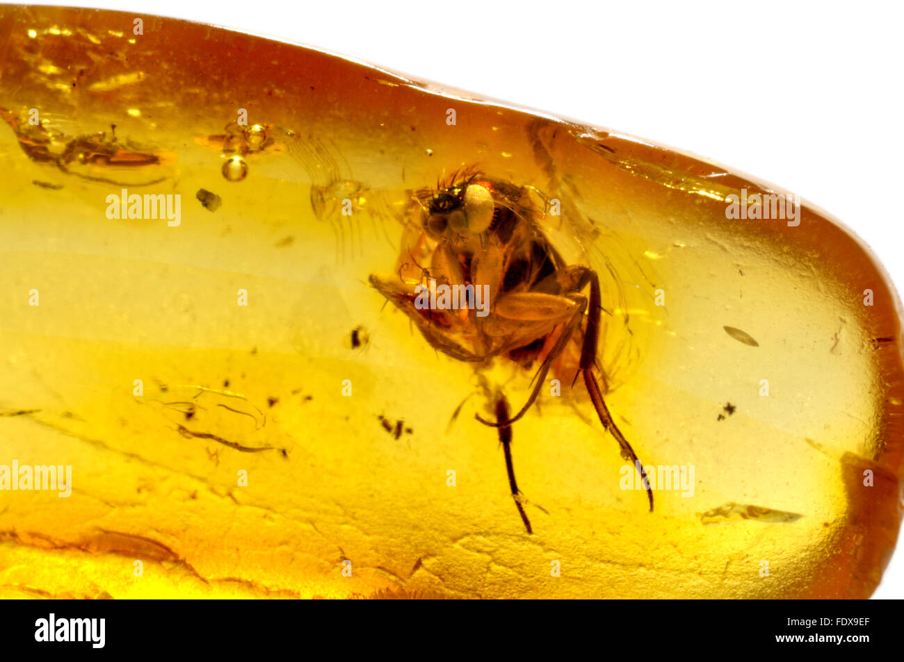 Fly preistorici conservati in ambra baltica (45-55 milioni di anni) volare 4-5mm Foto Stock