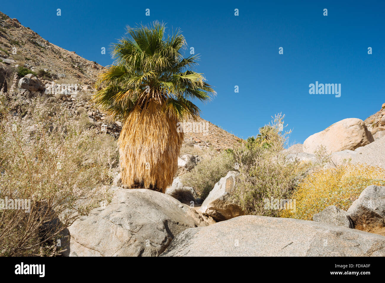 Una ventola di california palm (Washingtonia filifera) nella bocca dell'Inferno Canyon, Anza-Borrego Desert State Park, California Foto Stock