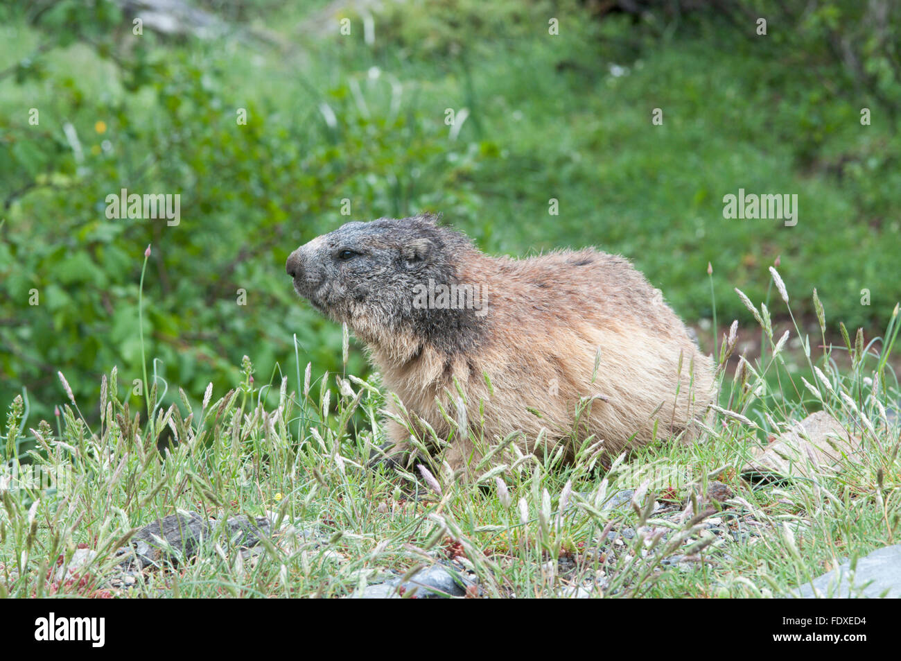 Alpine marmotta (Marmota marmota). Nei pressi di Gavarnie. Parco nazionale des Pyrenees, Pirenei, Francia. Giugno. Foto Stock