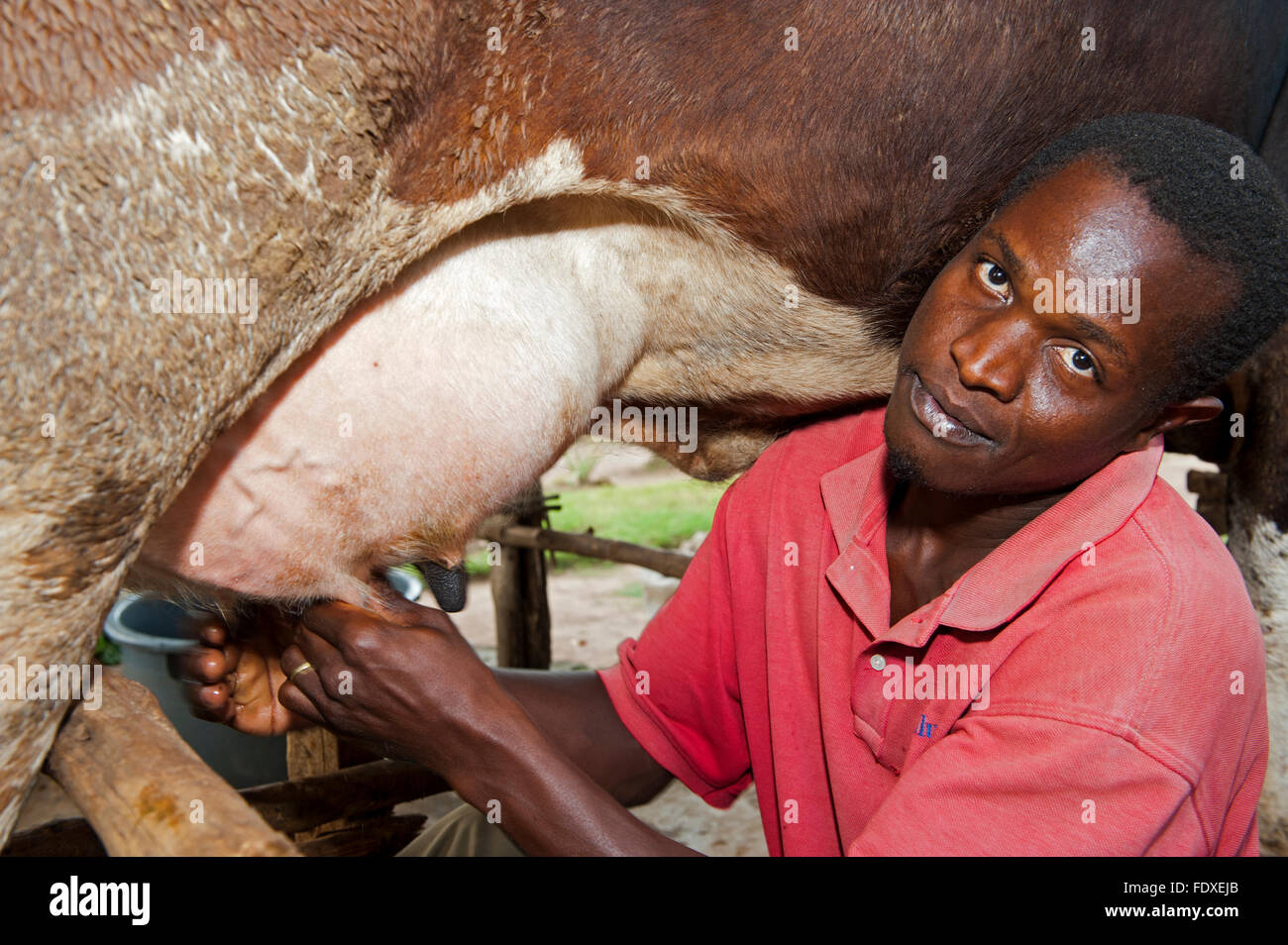 L'agricoltore ugandese di mungere una mucca da latte a mano in un secchio. Uganda. Foto Stock