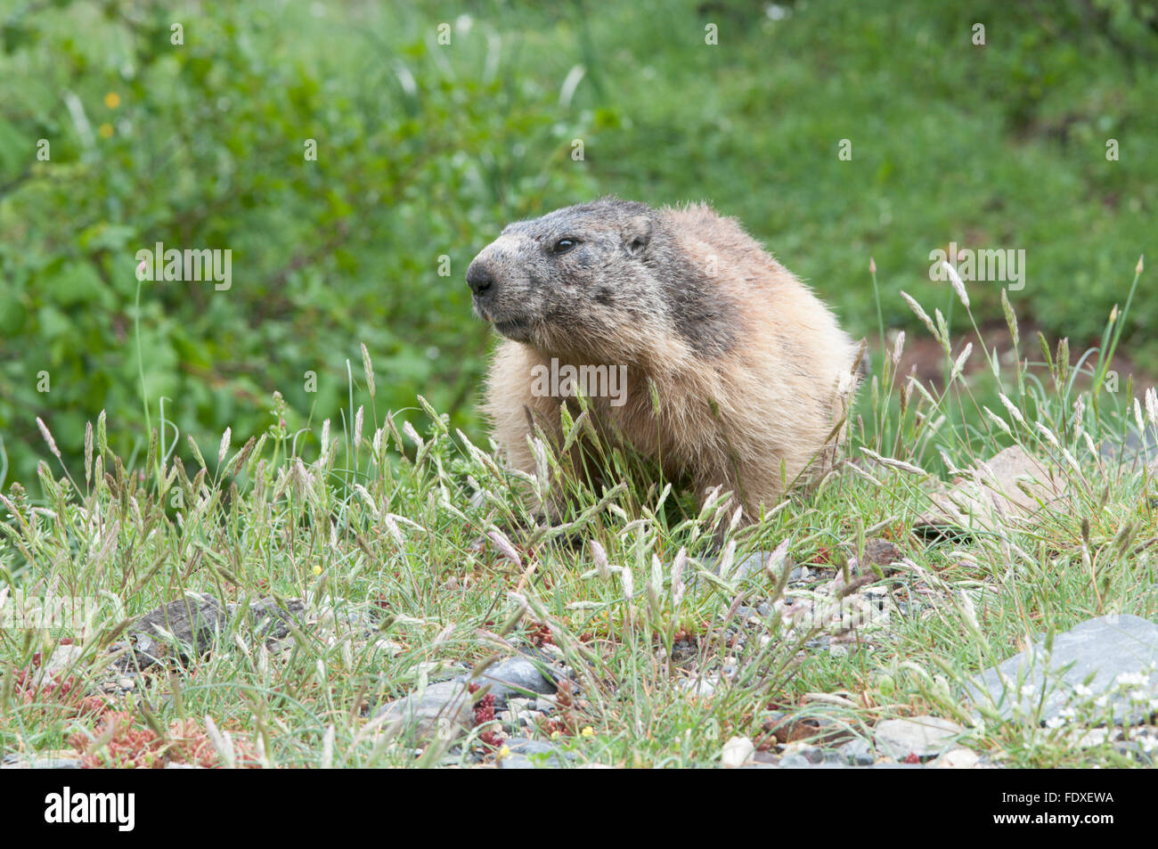 Alpine marmotta (Marmota marmota). Nei pressi di Gavarnie. Parco nazionale des Pyrenees, Pirenei, Francia. Giugno. Foto Stock