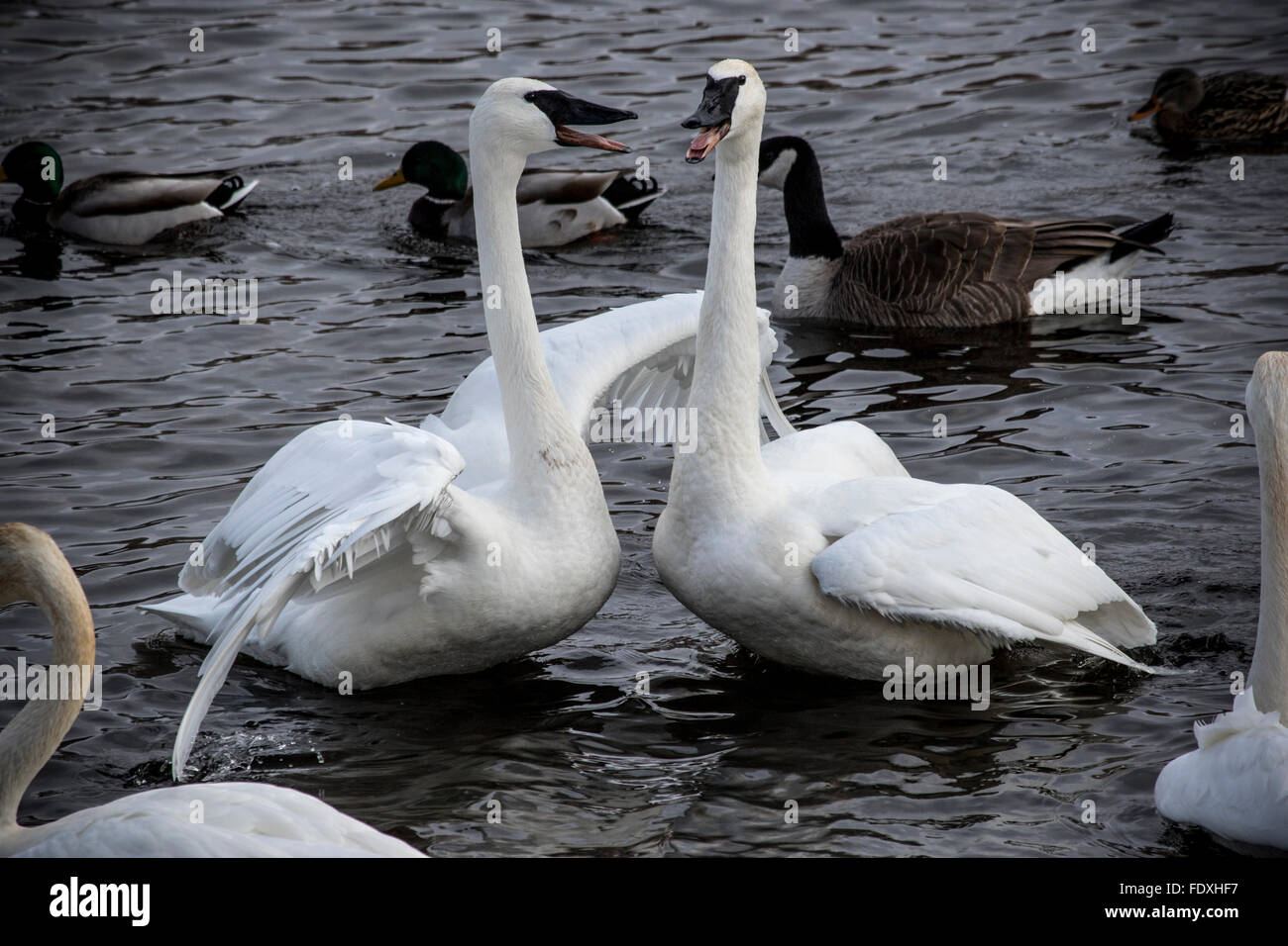 Due trumpeter Swans face off in un forte confronto Foto Stock