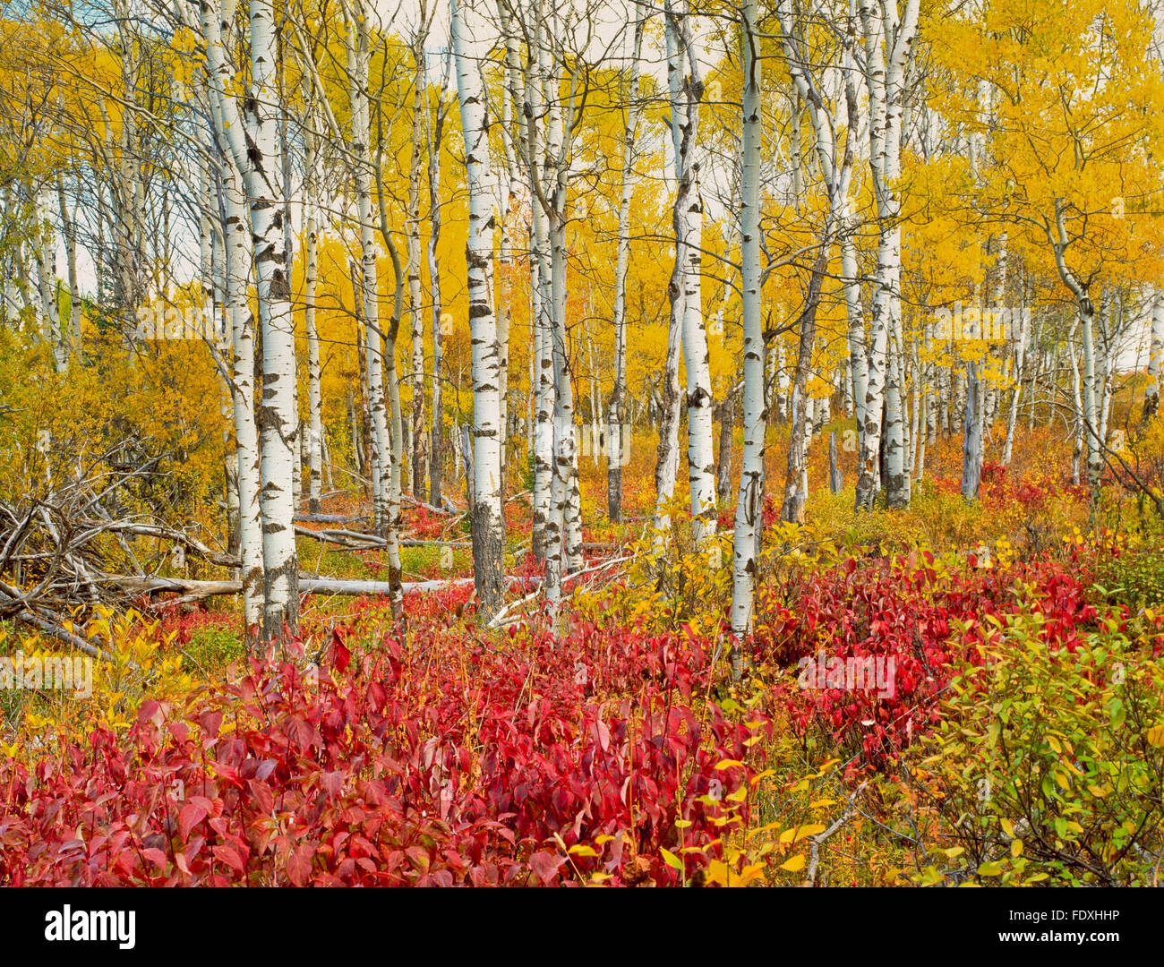 I colori autunnali di Aspen e sottobosco in Centennial Valley vicino a lakeview, montana Foto Stock