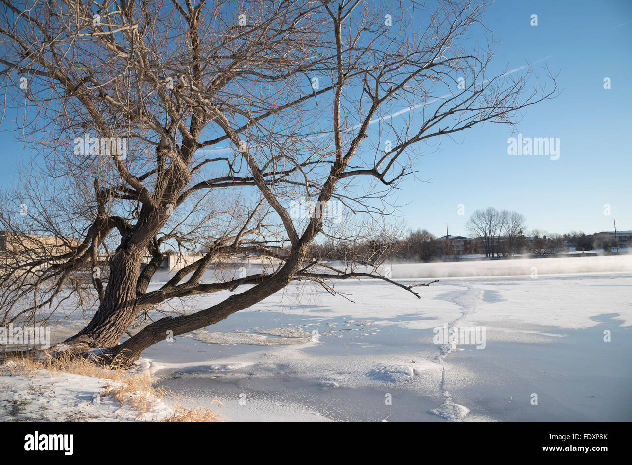 Willow Tree si piega fuori sopra il ghiaccio e la neve di un fiume congelato. Foto Stock
