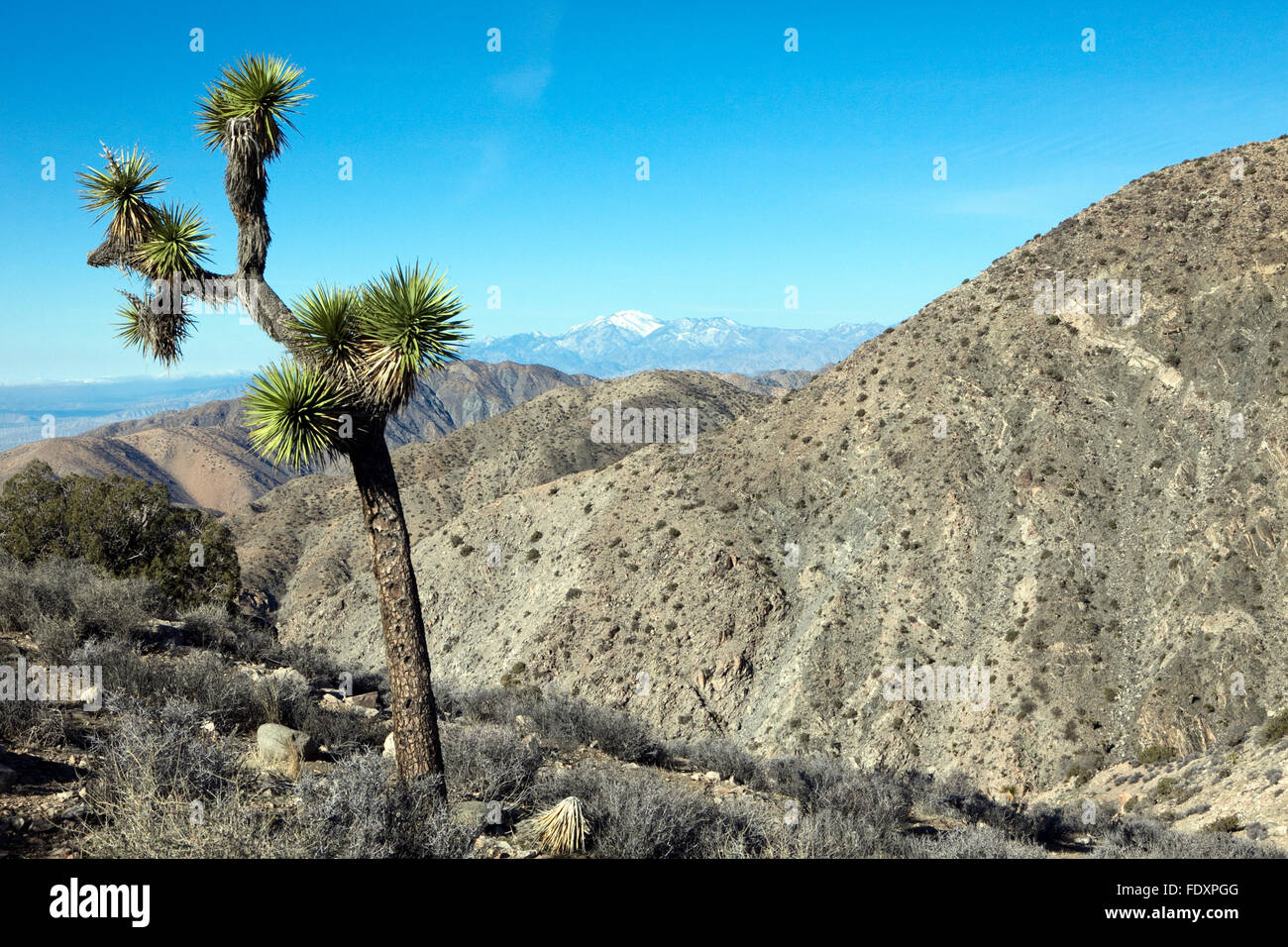 Una vista di Joshua Tree National Park in California Foto Stock