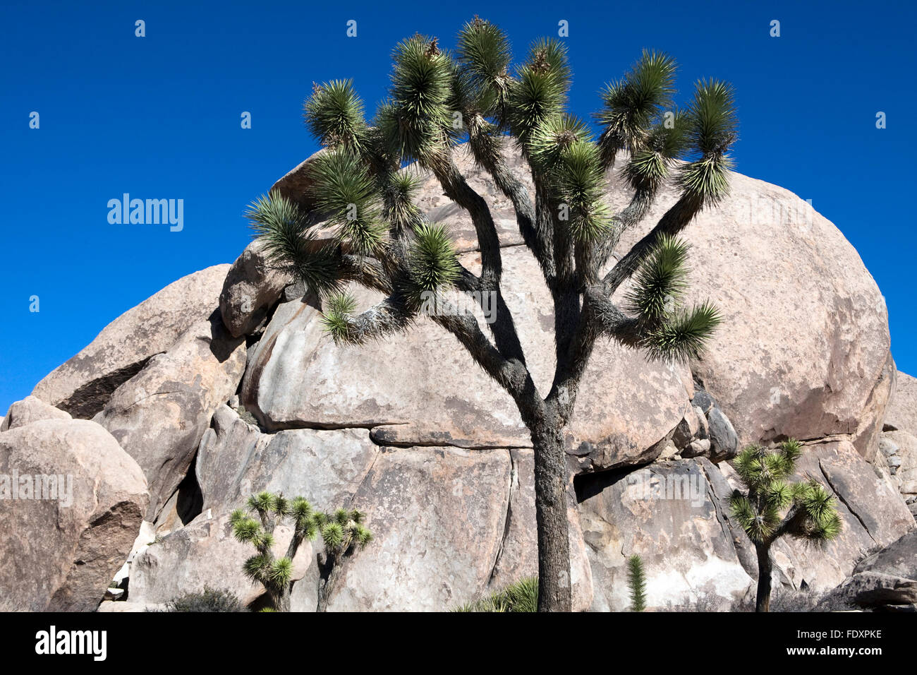 Una vista di Joshua Tree National Park in California Foto Stock