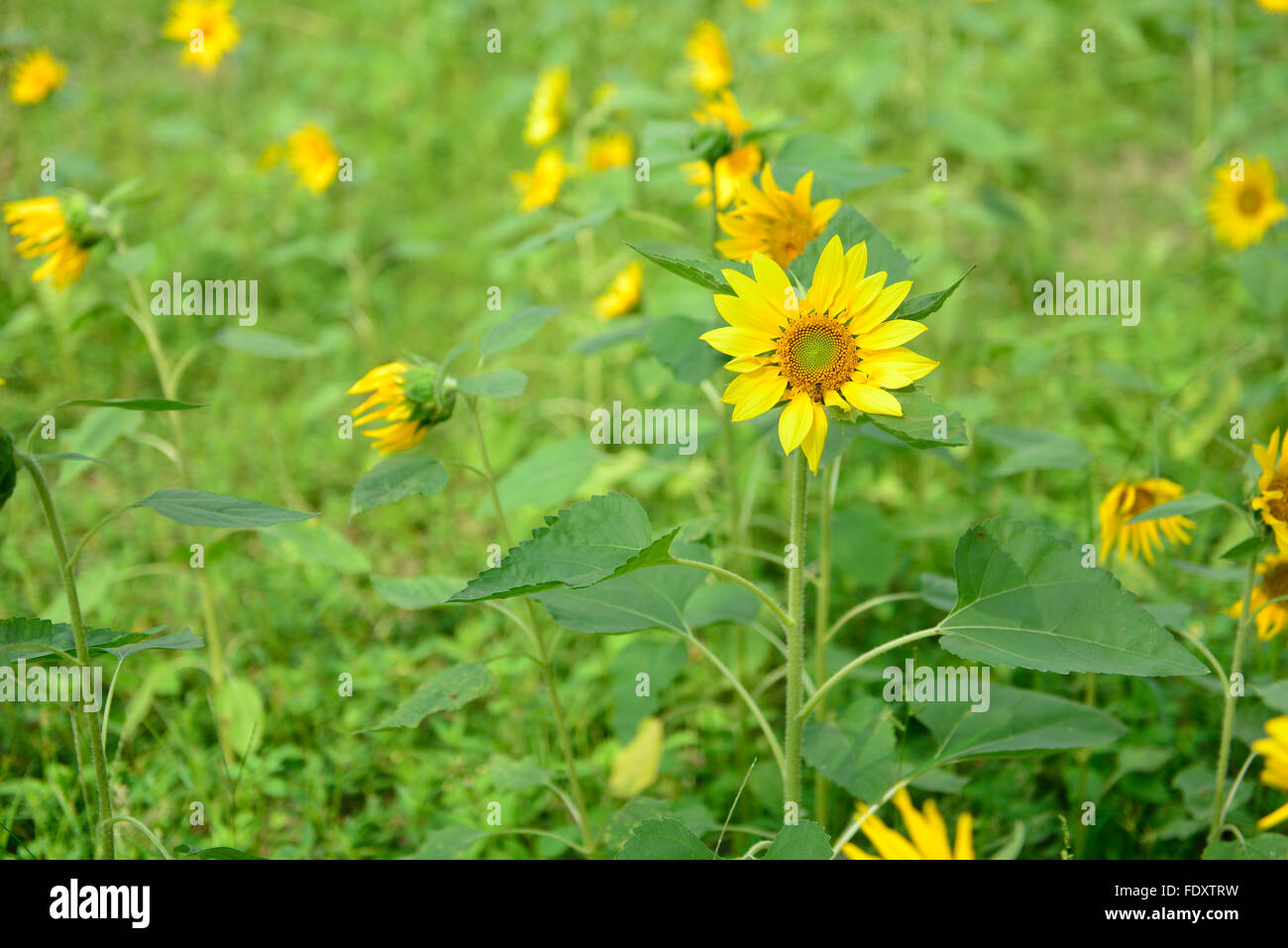 Girasole in sospeso Foto Stock