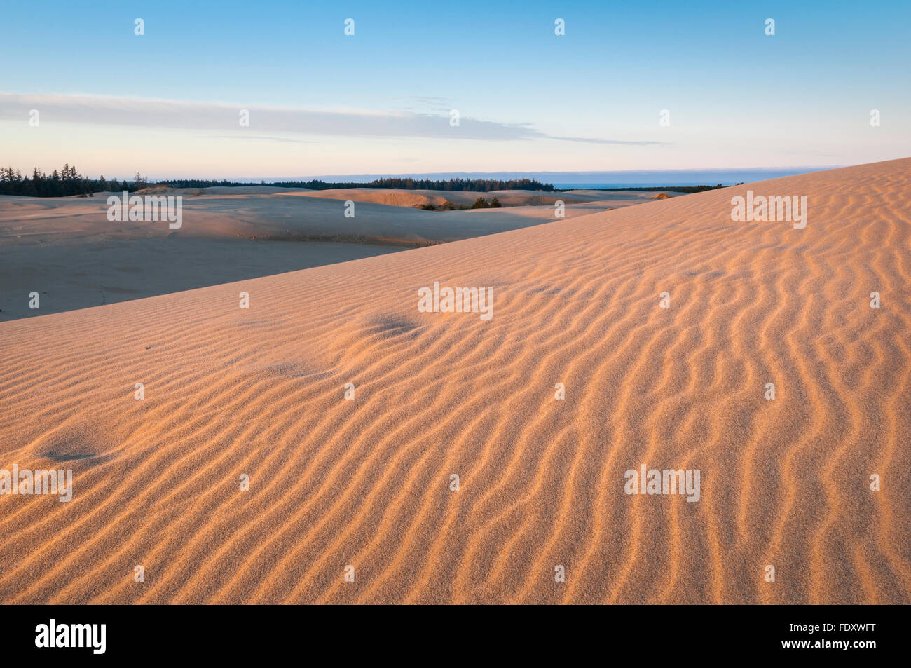 Le dune di sabbia a Umpqua zona di dune di Oregon Dunes National Recreation Area, Oregon Coast. Foto Stock