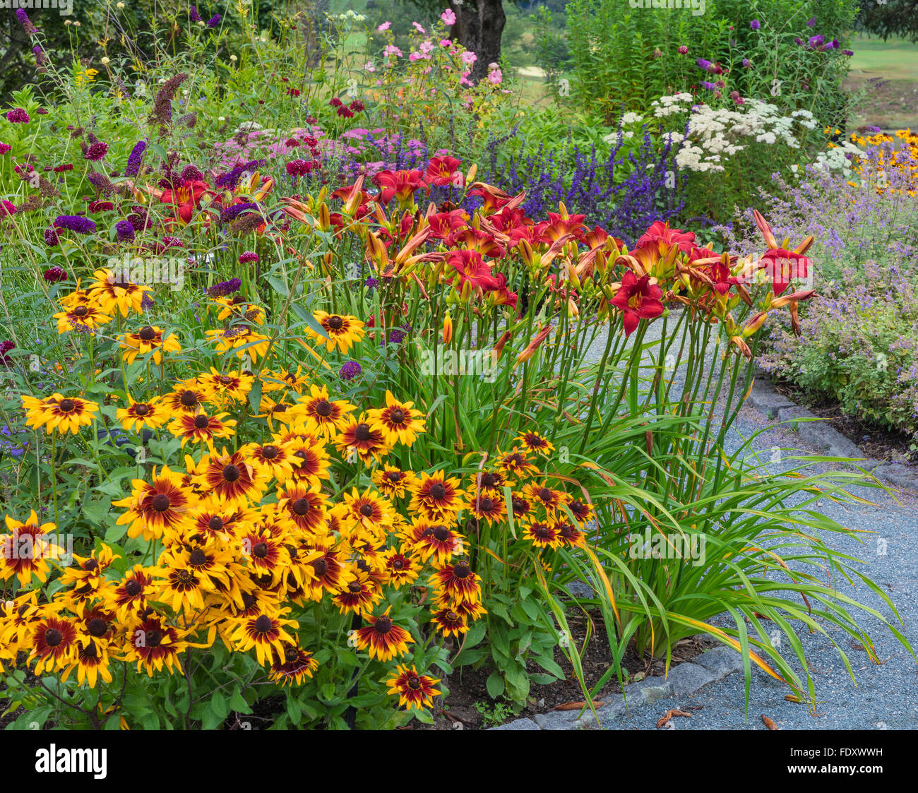 Southwest Harbor, Maine: giardini fioriti e percorsi in Charlotte Rhoades Parco e Giardino delle Farfalle. Con Rudbeckia Foto Stock