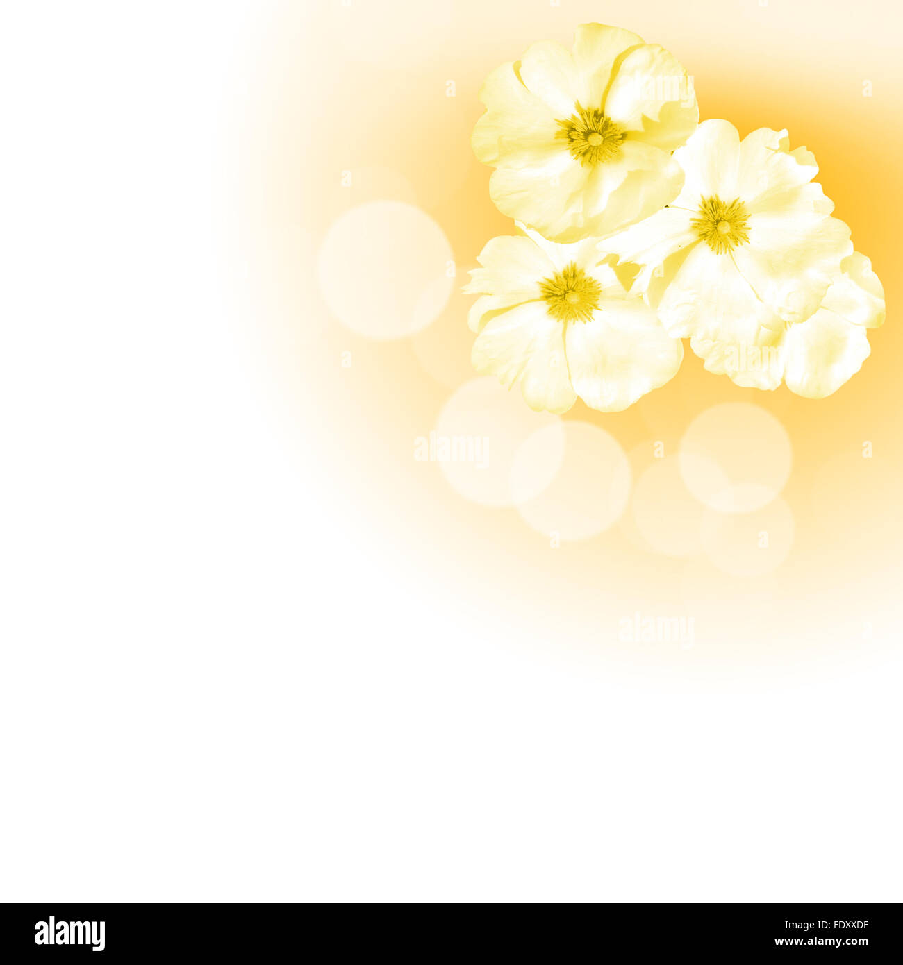 Foto di fiori di colore contro uno sfondo bianco Foto Stock