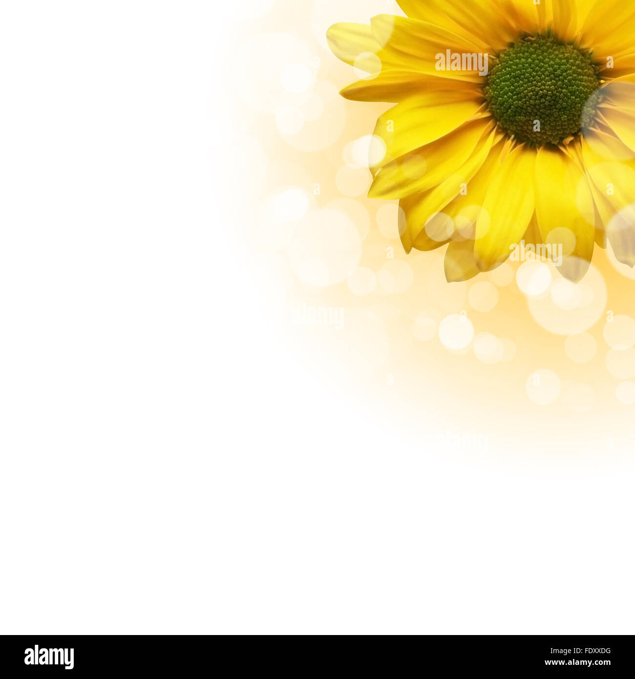 Foto di fiori di colore contro uno sfondo bianco Foto Stock