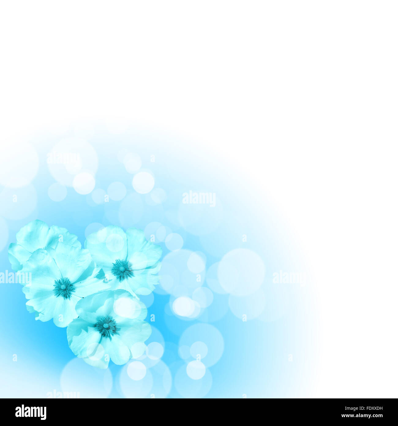 Foto di fiori di colore contro uno sfondo bianco Foto Stock