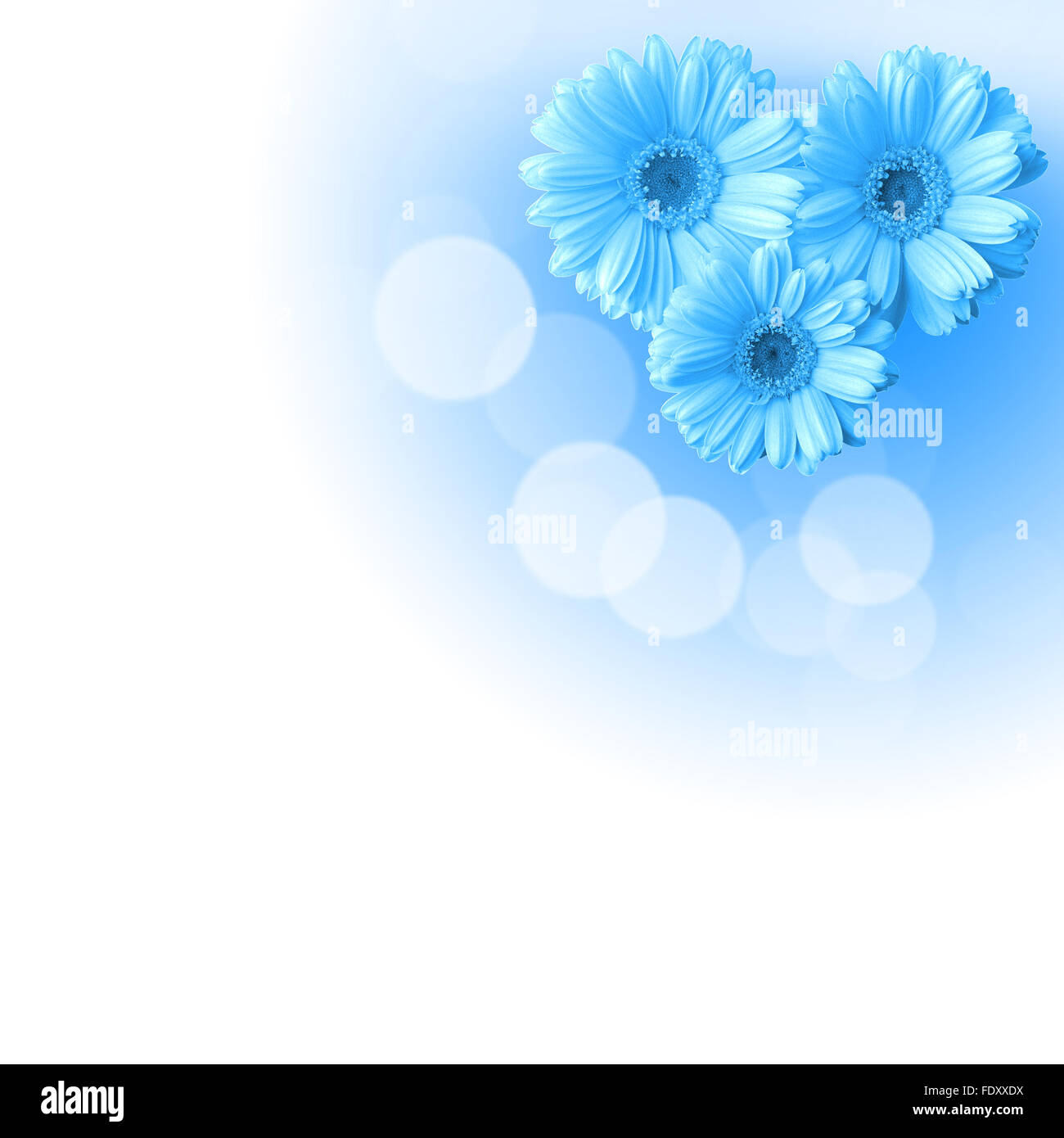 Foto di fiori di colore contro uno sfondo bianco Foto Stock