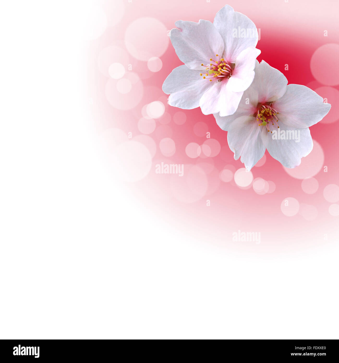 Foto di fiori di colore contro uno sfondo bianco Foto Stock