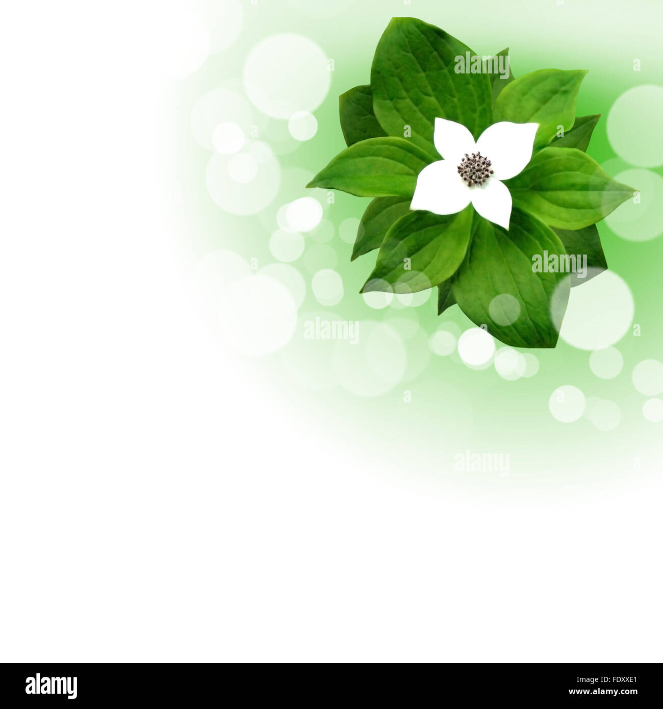 Foto di fiori di colore contro uno sfondo bianco Foto Stock