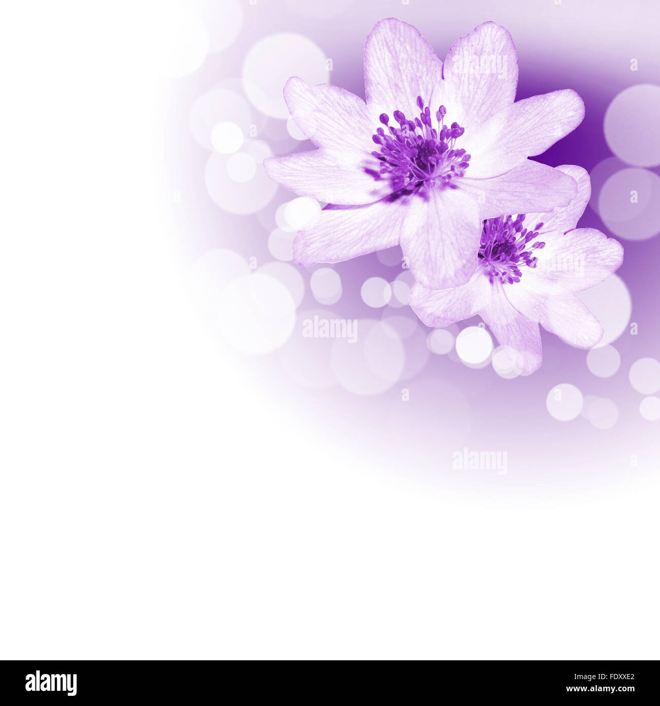 Foto di fiori di colore contro uno sfondo bianco Foto Stock