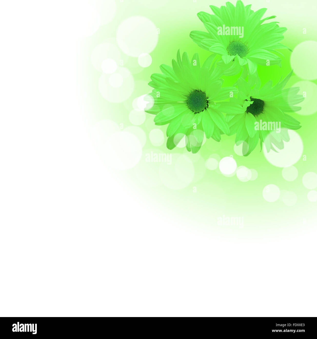 Foto di fiori di colore contro uno sfondo bianco Foto Stock
