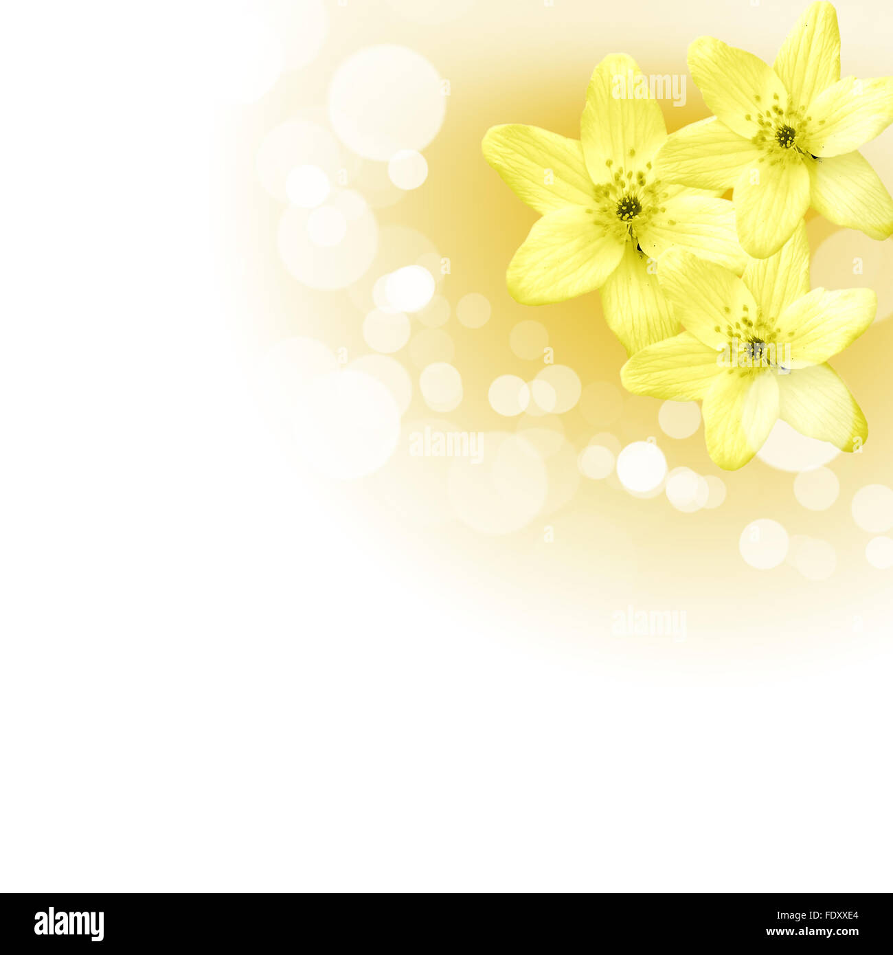 Foto di fiori di colore contro uno sfondo bianco Foto Stock