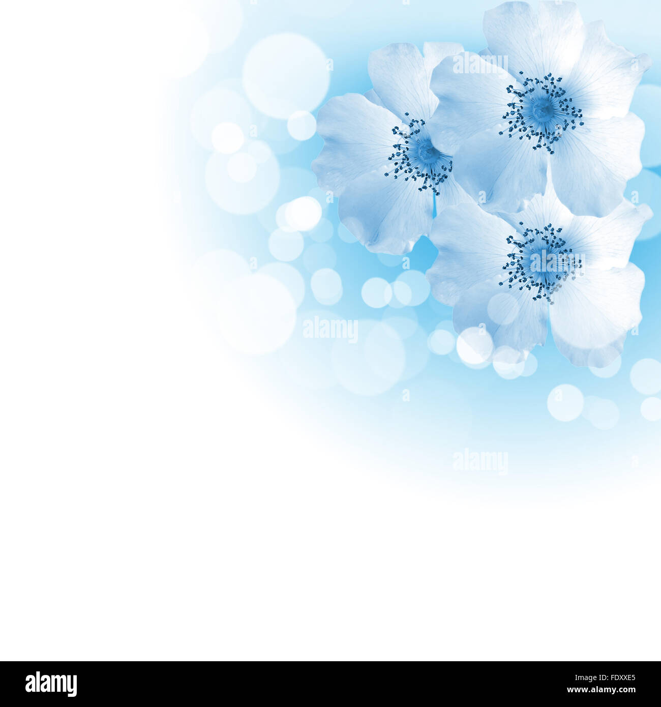 Foto di fiori di colore contro uno sfondo bianco Foto Stock