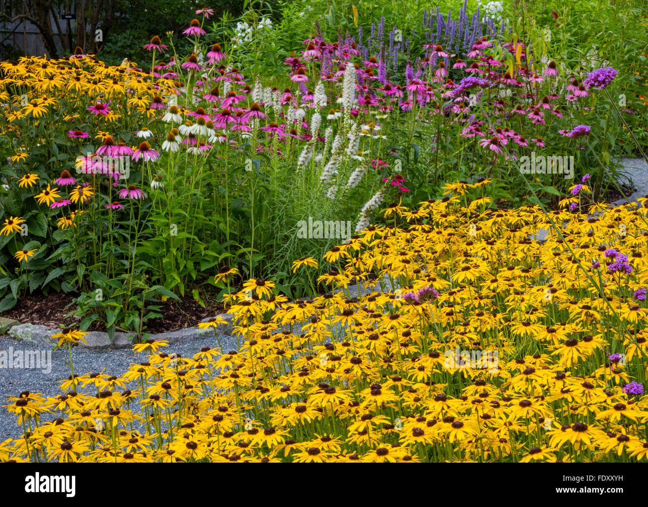 Southwest Harbor, Maine: giardini fioriti e percorsi in Charlotte Rhoades Parco e Giardino delle farfalle: dotato di rudbeckia, Foto Stock