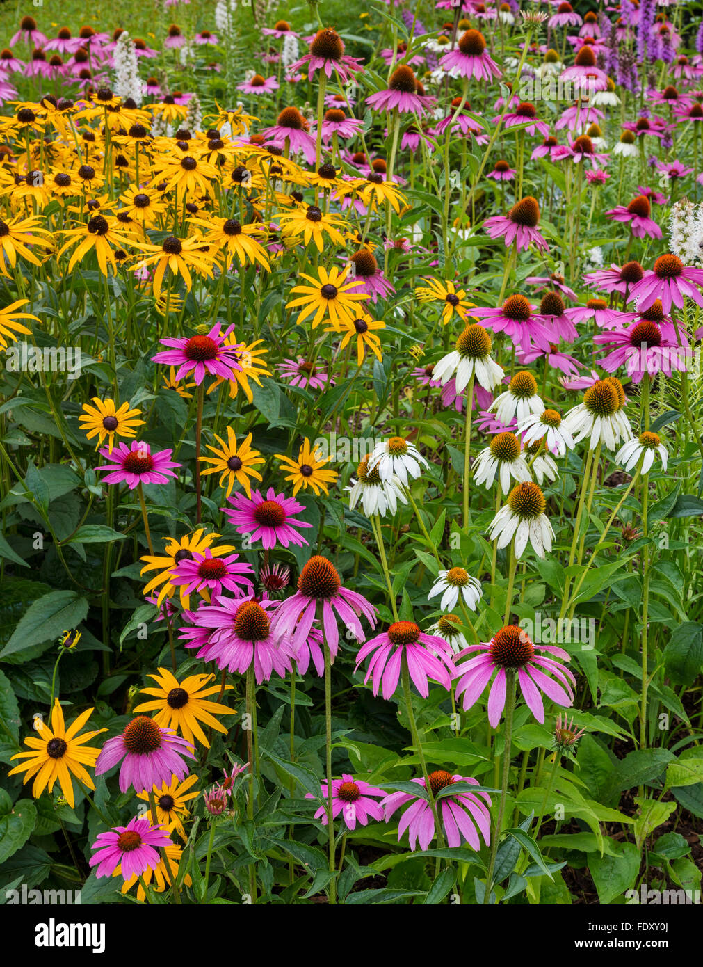 Southwest Harbor, Maine: giardini fioriti e percorsi in Charlotte Rhoades Parco e Giardino delle farfalle: dotato di rudbeckia, Foto Stock