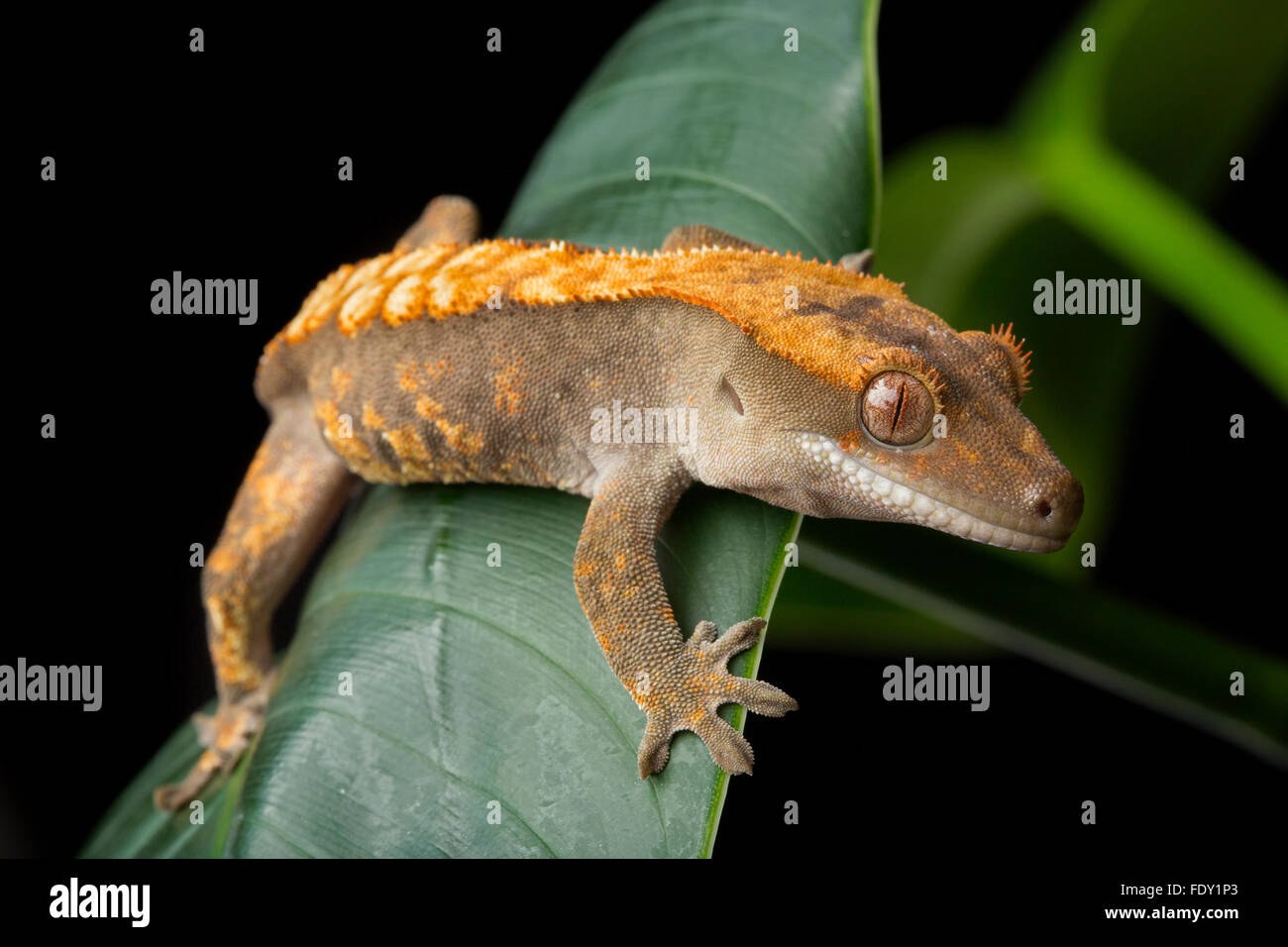 Geco su foglie verdi Foto Stock