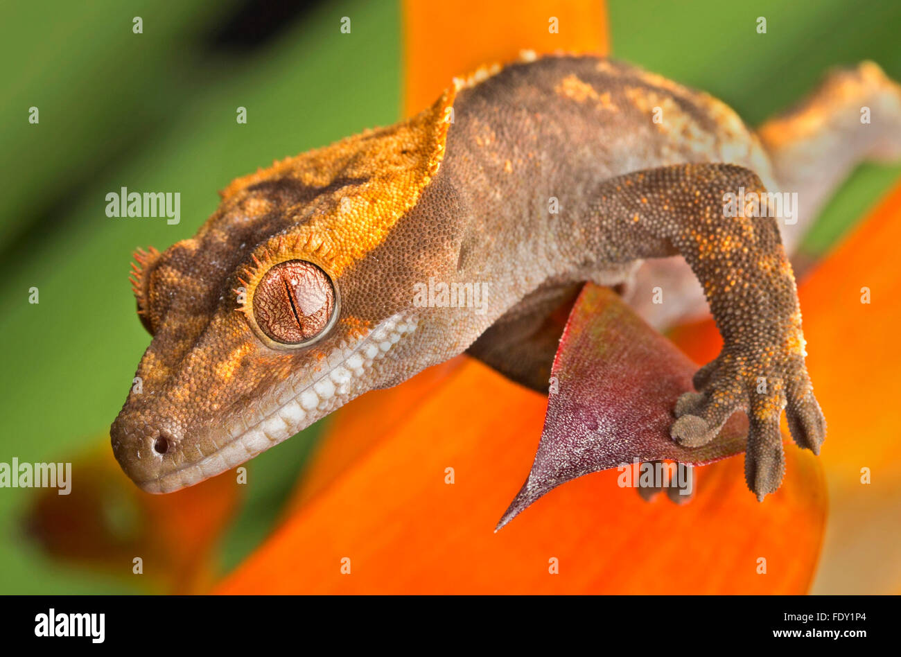 Gecko Close Up Foto Stock