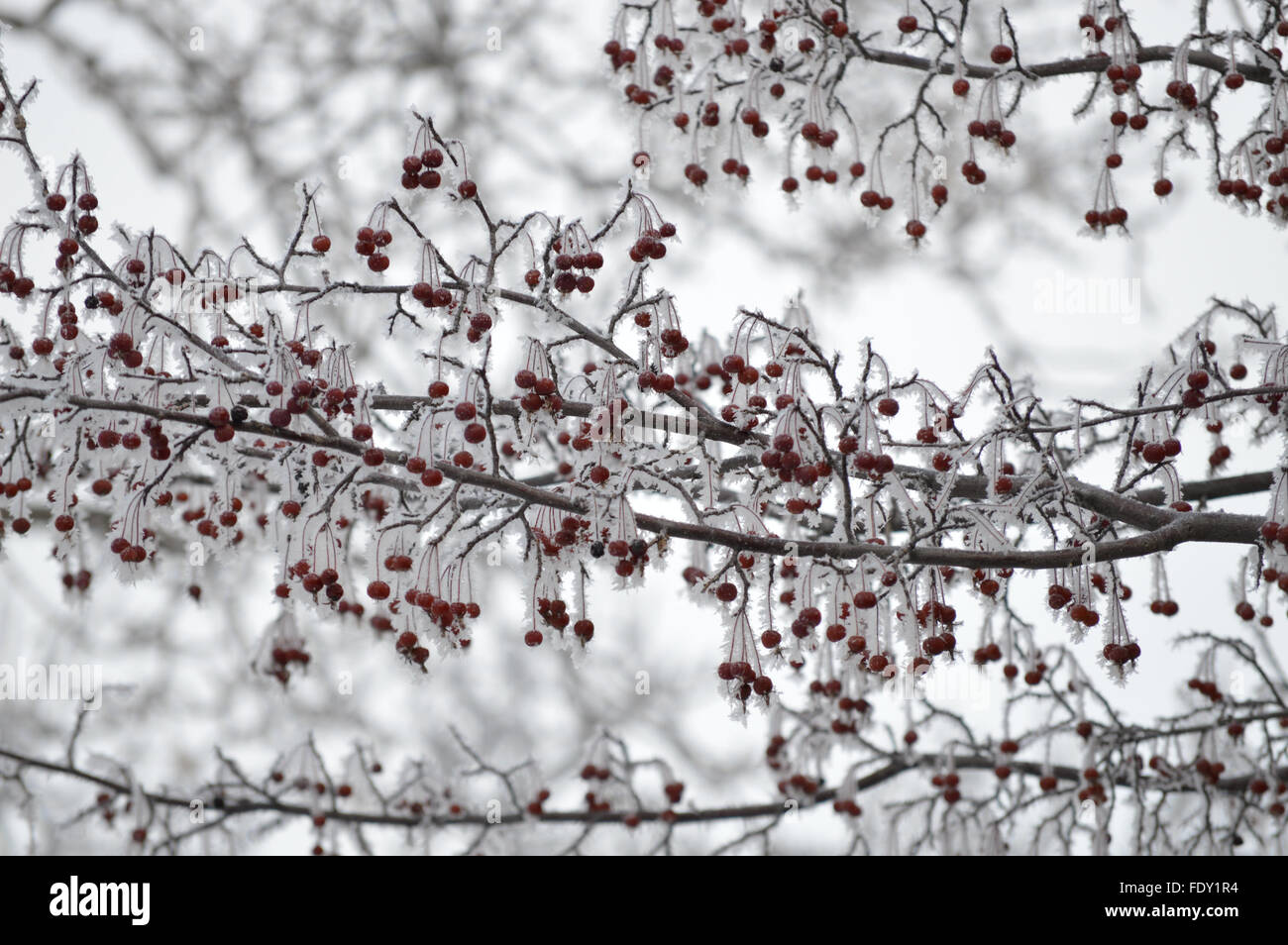 Coperta di neve bacche, Canada Foto Stock