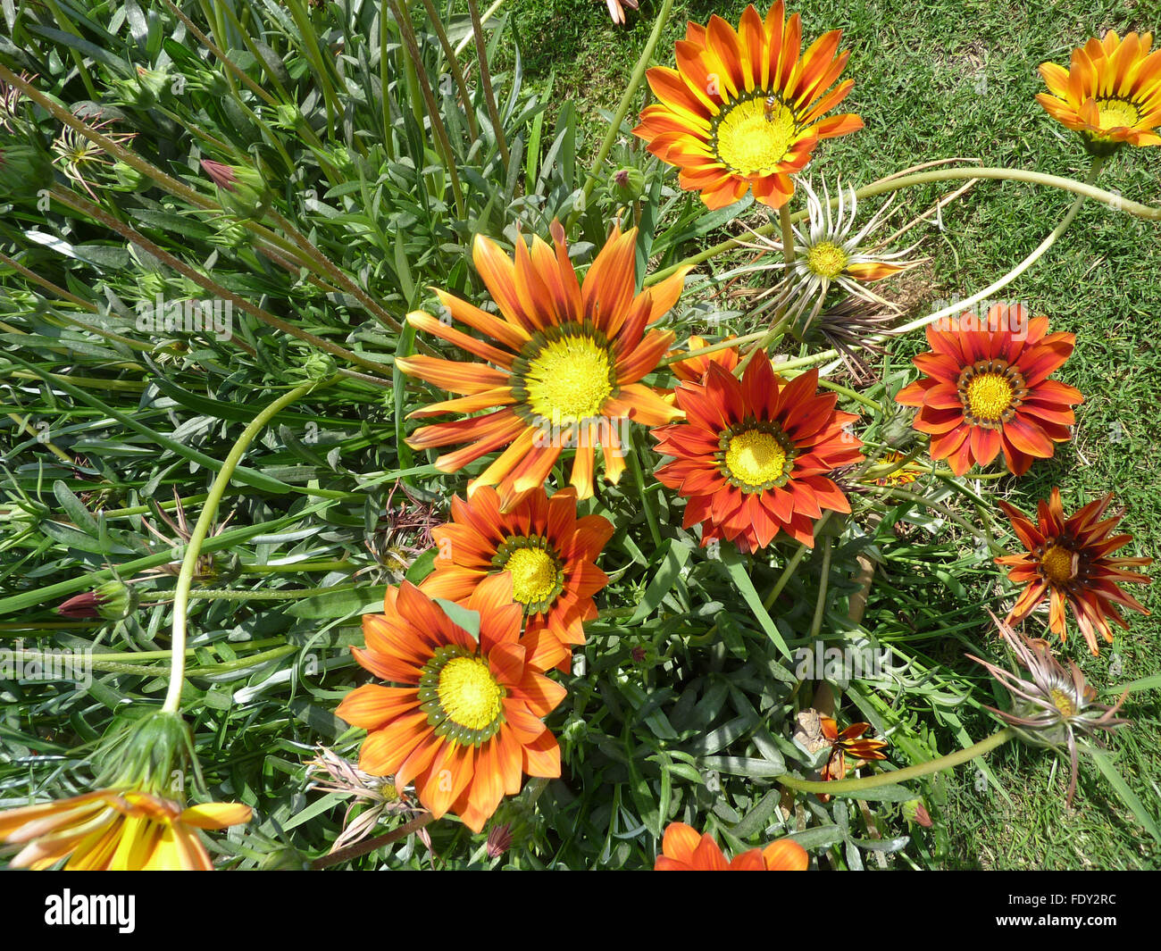 Ringens Gazania, giardino ornamentale erba perenne con foglie lineari e rosso arancione le teste dei fiori, variamente colorato cultivar Foto Stock