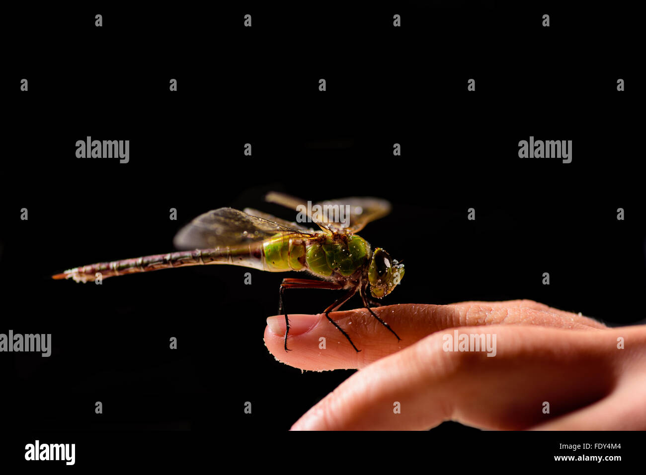 Dragonfly sul dito umano Foto Stock