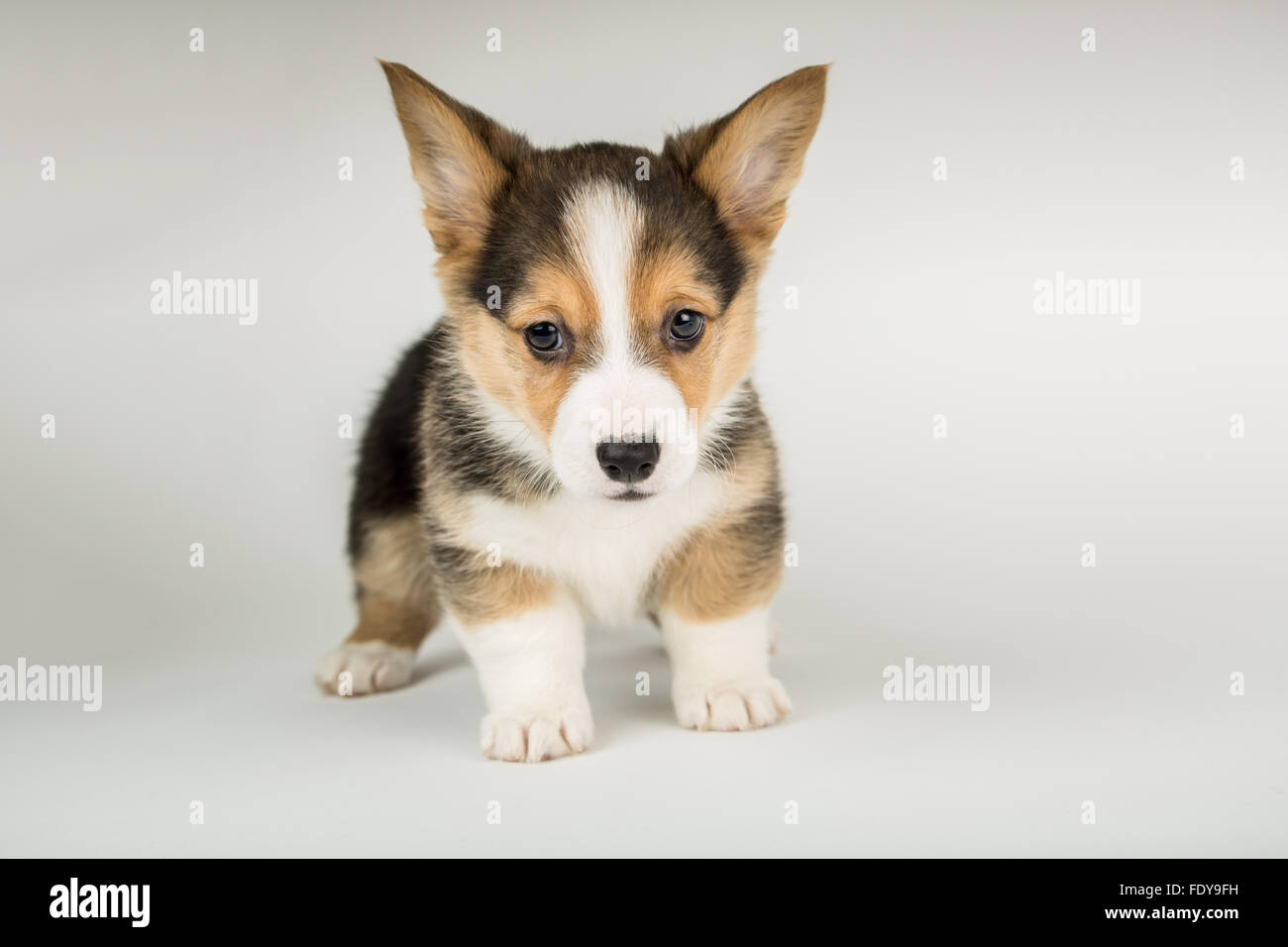 Otto settimane vecchio cucciolo Corgi "Basilico' in Issaquah, Washington, Stati Uniti d'America Foto Stock